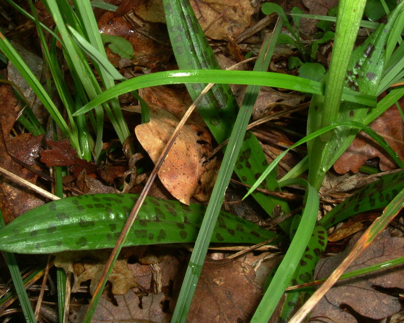 Orchis provincialis